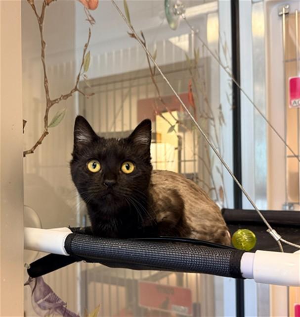WAVERLY, Adoptable, Kitten Female Domestic Short Hair.