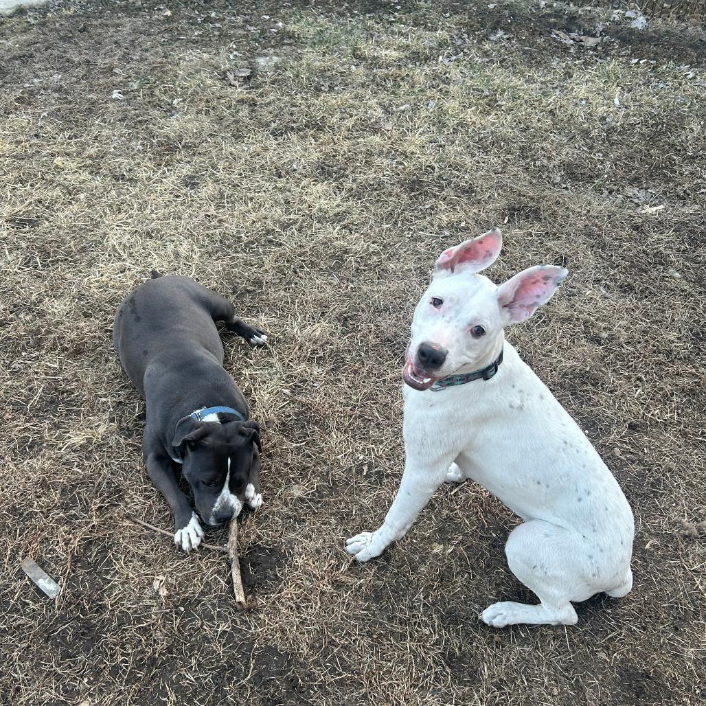 Gertie, Adoptable, Young Female Mixed Breed.