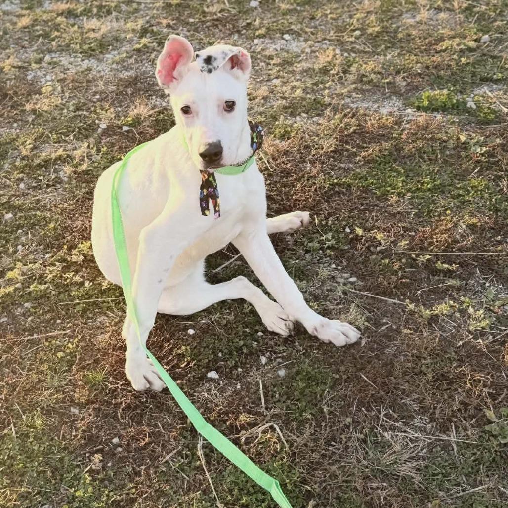 Enlarge Gertie, a Adoptable Mixed Breed in Boone, IA image 2/6