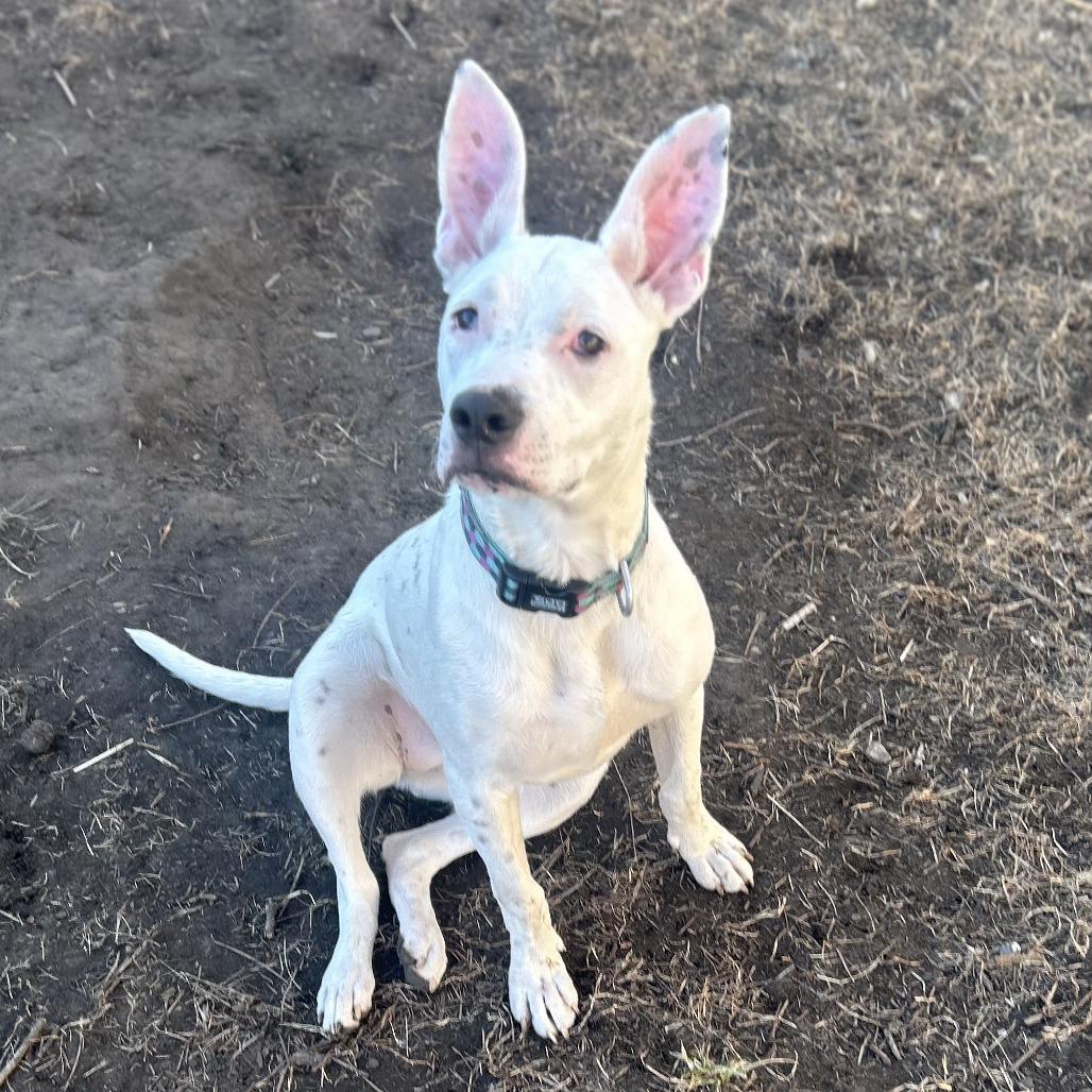 Enlarge Gertie, a Adoptable Mixed Breed in Boone, IA image 3/6