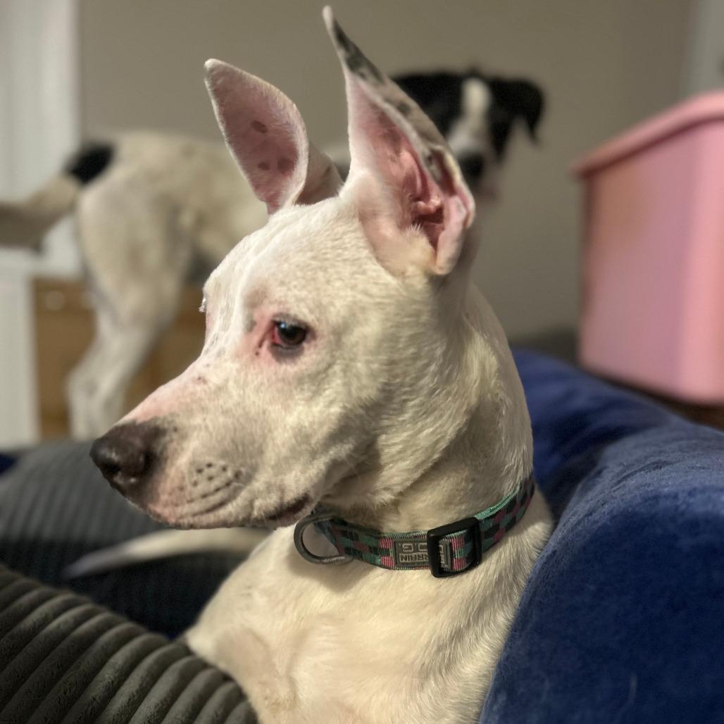 Enlarge Gertie, a Adoptable Mixed Breed in Boone, IA image 4/6