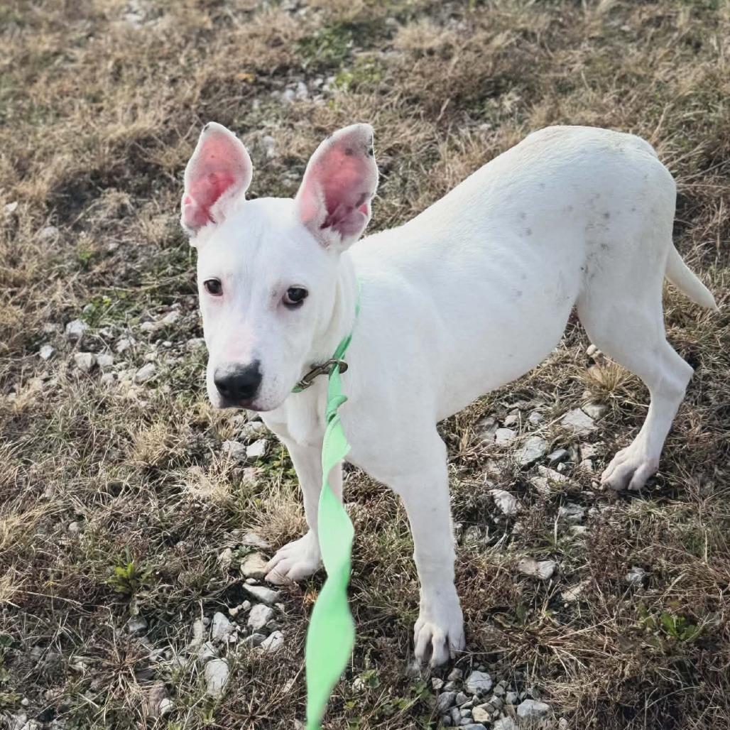 Enlarge Gertie, a Adoptable Mixed Breed in Boone, IA image 5/6