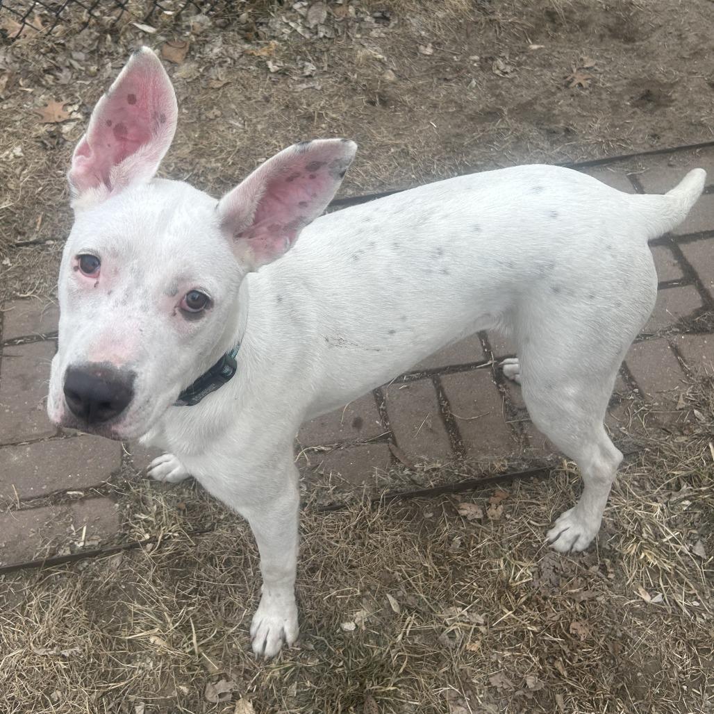 Enlarge Gertie, a Adoptable Mixed Breed in Boone, IA image 6/6