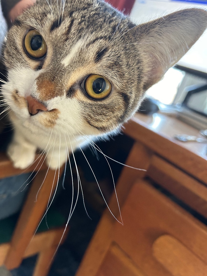 Mouse 5