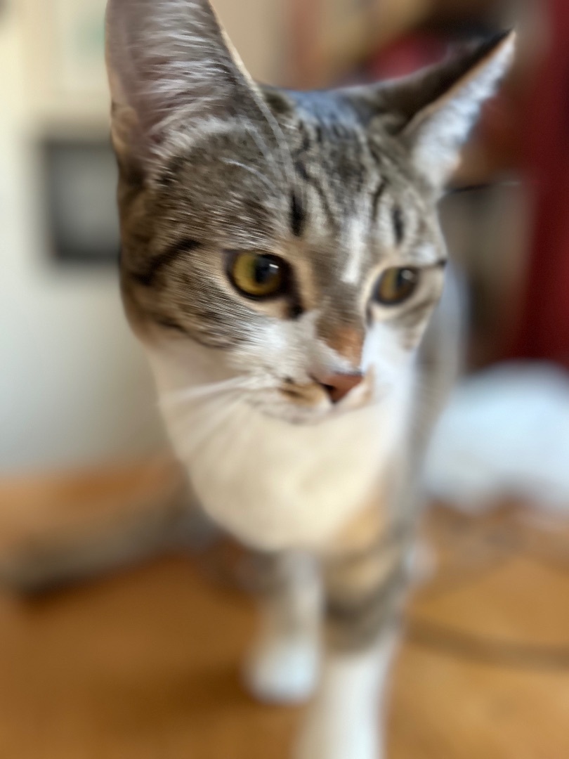 Mouse