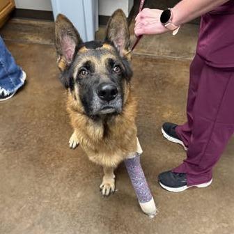 Enlarge Fredrick, a Adoptable mixed breed in Weatherford, TX image 1/2