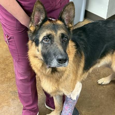 Enlarge Fredrick, a Adoptable mixed breed in Weatherford, TX image 2/2