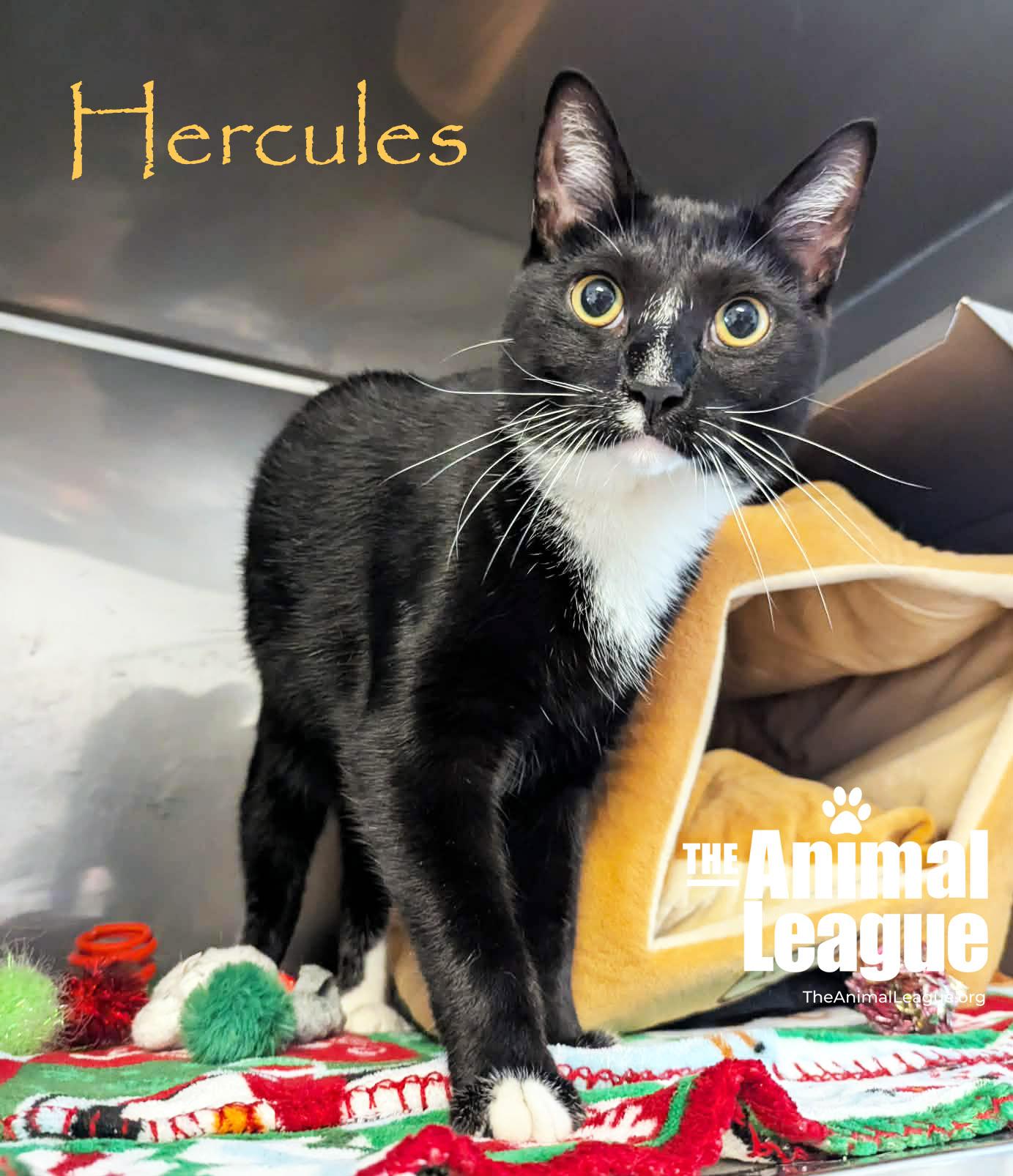 Hercules, ADOPTABLE, Young Male Domestic Short Hair.