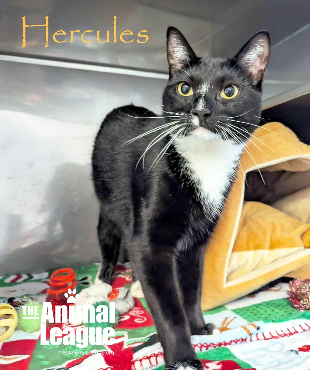 Enlarge Hercules, a ADOPTABLE mixed breed in Groveland, FL image 2/3