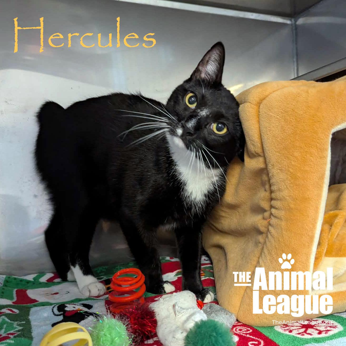 Enlarge Hercules, a ADOPTABLE mixed breed in Groveland, FL image 3/3