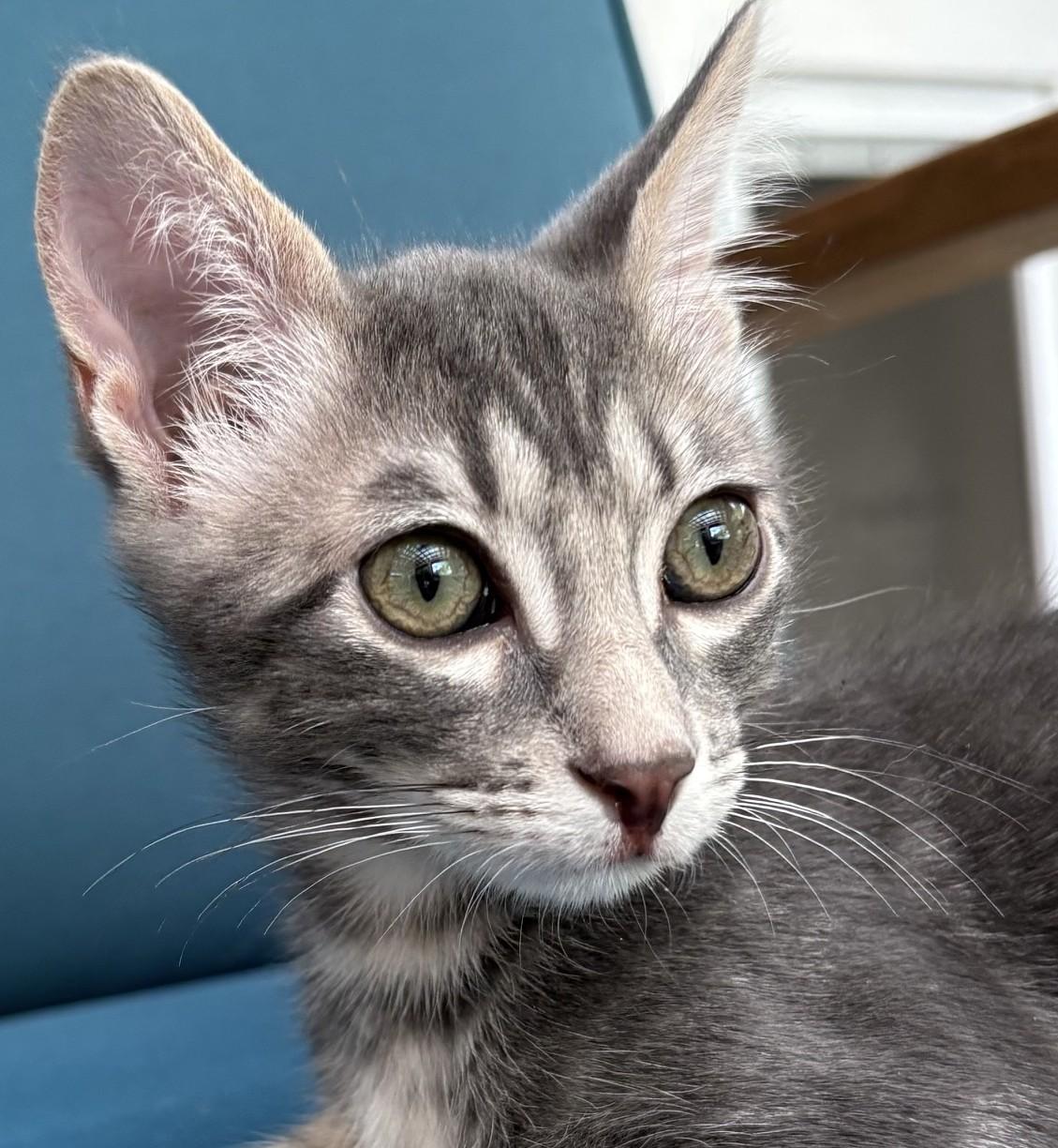 Asher, a ADOPTABLE Domestic Short Hair in Austin, TX image 2/6