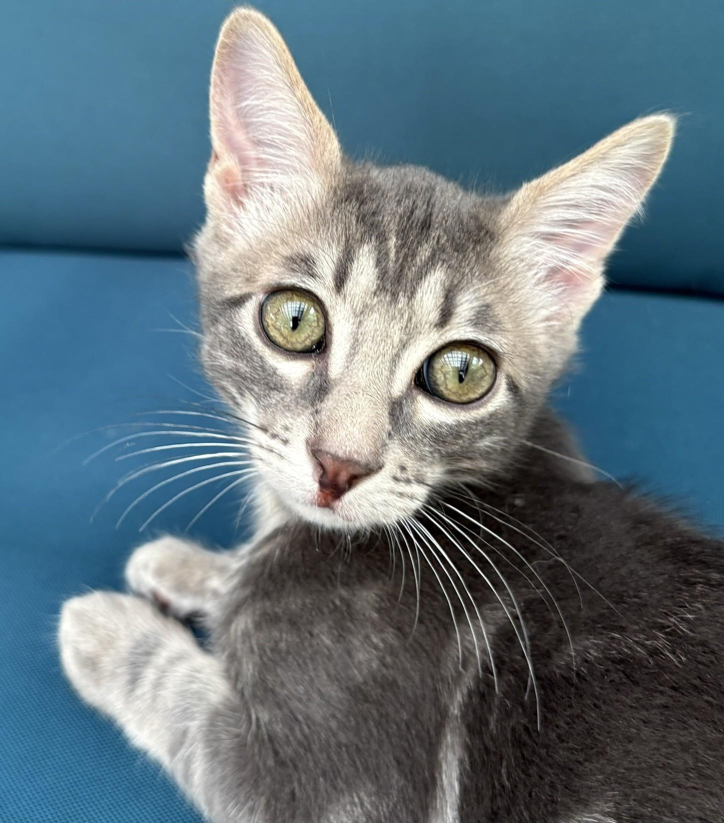 Asher, a ADOPTABLE Domestic Short Hair in Austin, TX image 4/6