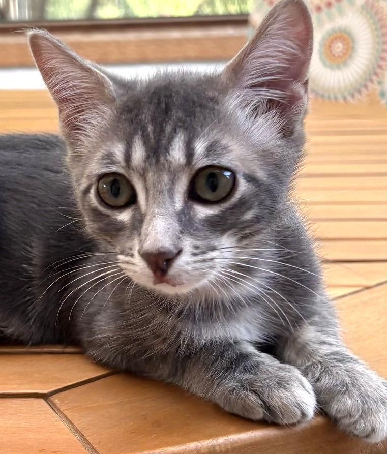 Asher, ADOPTABLE, Kitten Male Domestic Short Hair.