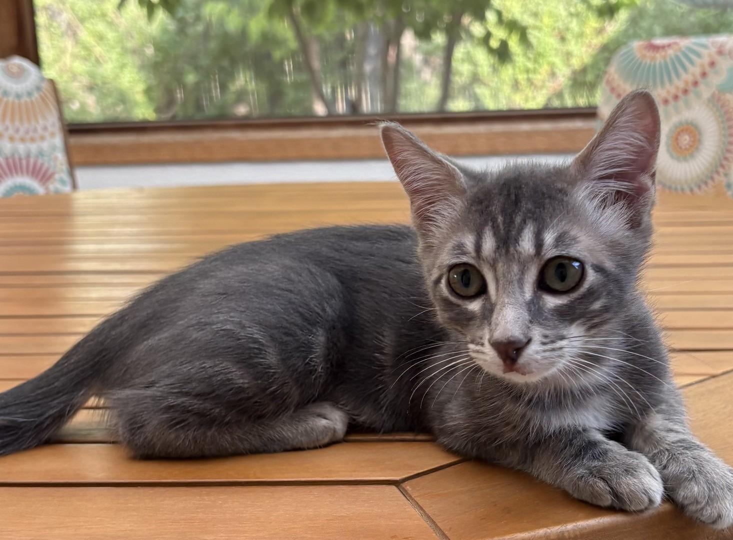 Asher, a ADOPTABLE Domestic Short Hair in Austin, TX image 6/6