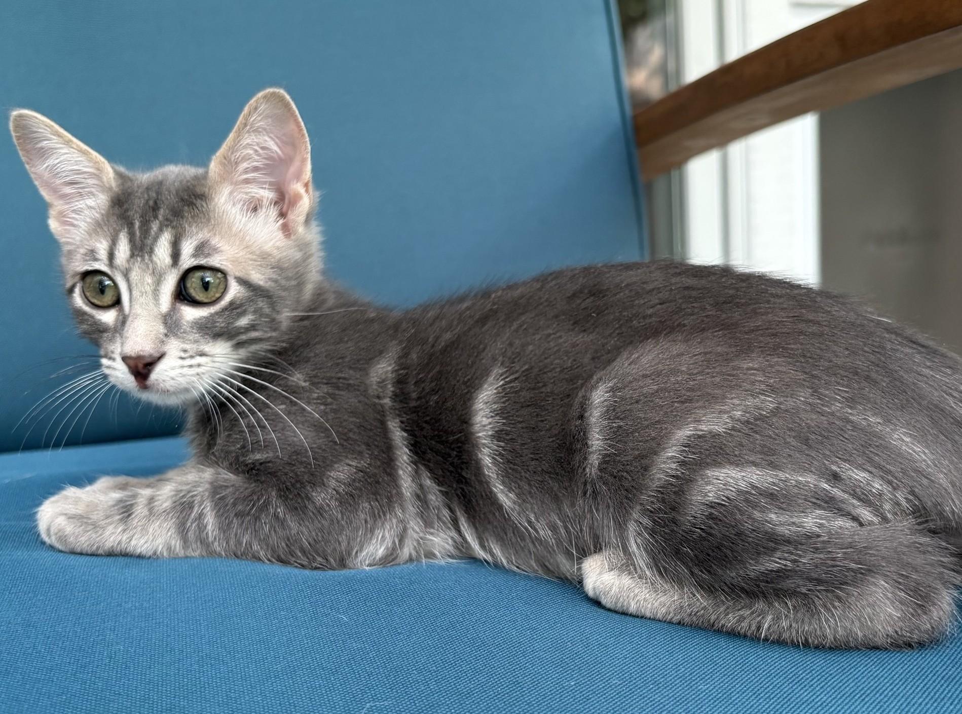 Asher, a ADOPTABLE Domestic Short Hair in Austin, TX image 3/6