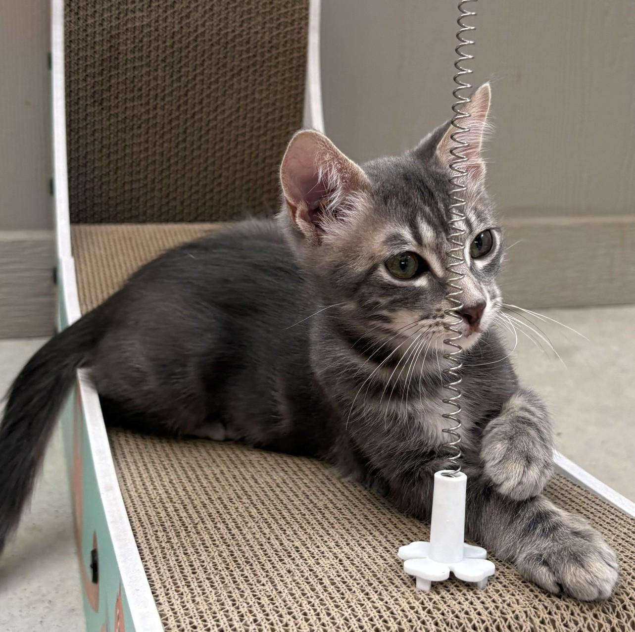 Asher, a ADOPTABLE Domestic Short Hair in Austin, TX image 5/6