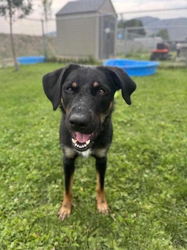 Sosa, Adoptable, Young Female Rottweiler & German Shepherd Dog.