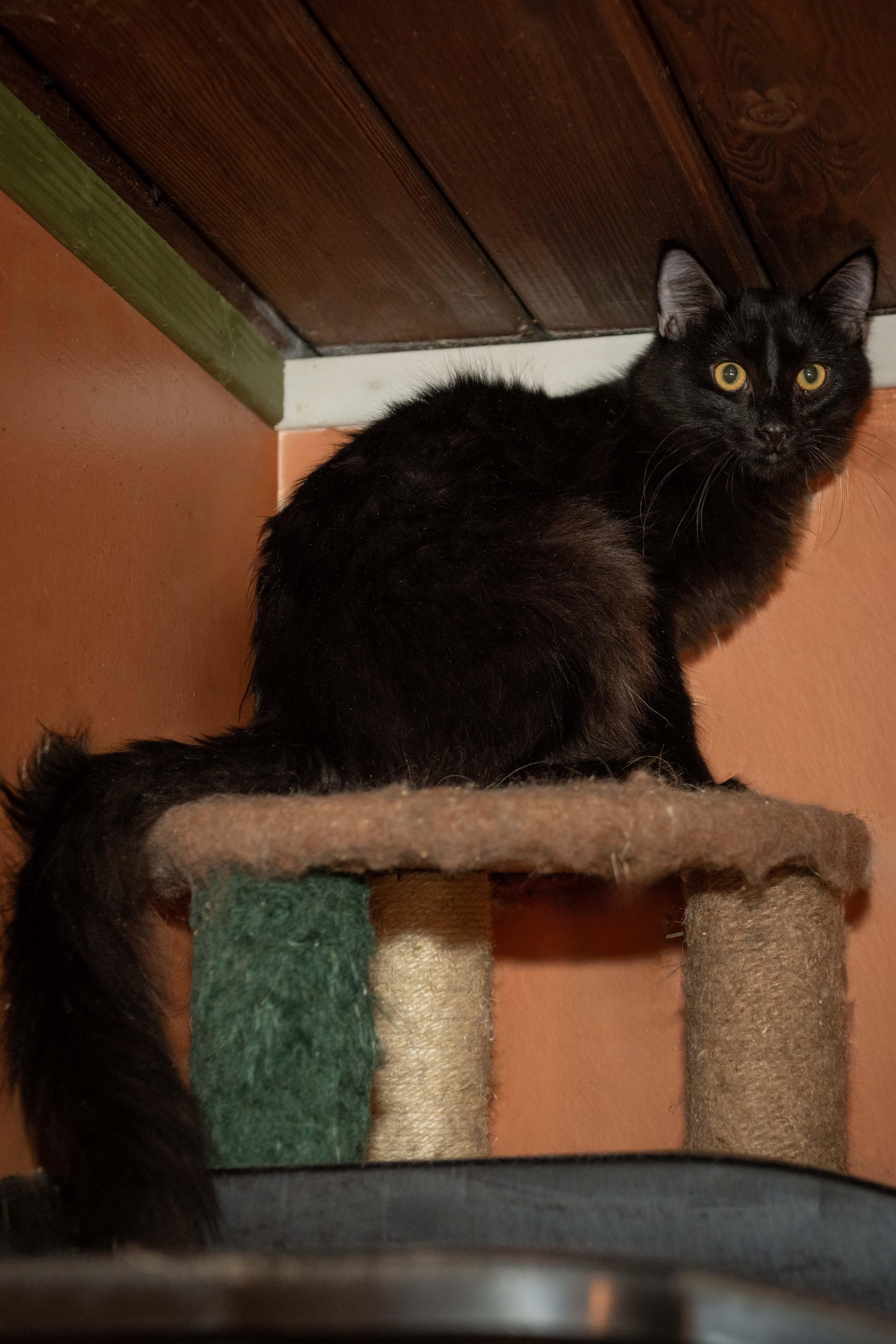Enlarge Ferdinand, a Adoptable Domestic Medium Hair in Panorama City, CA image 1/3