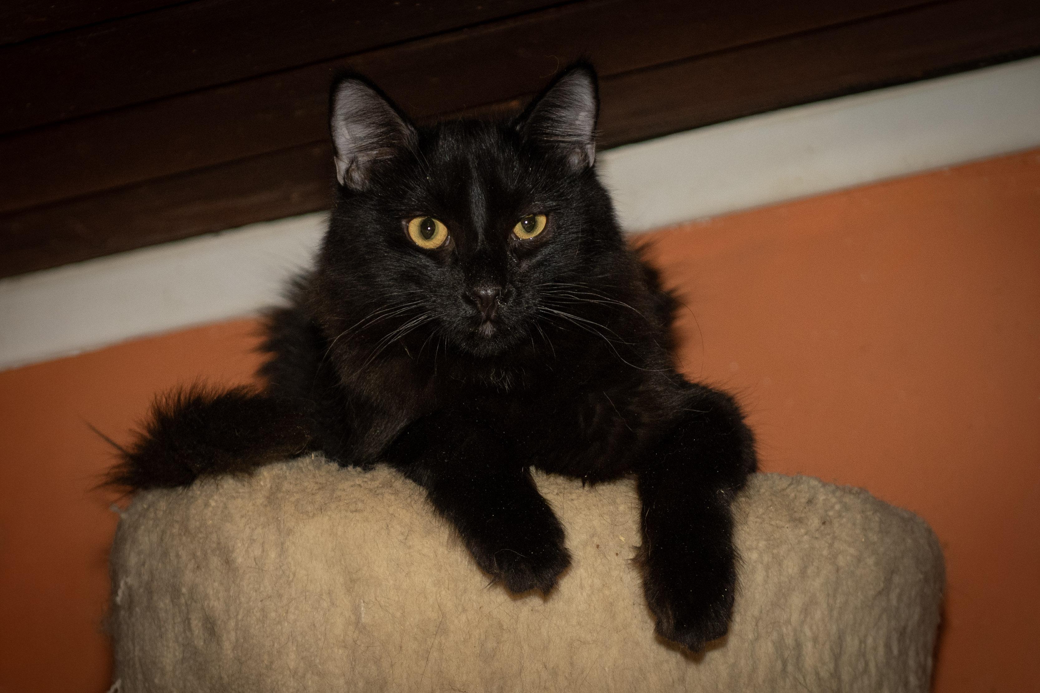 Enlarge Ferdinand, a Adoptable Domestic Medium Hair in Panorama City, CA image 2/3