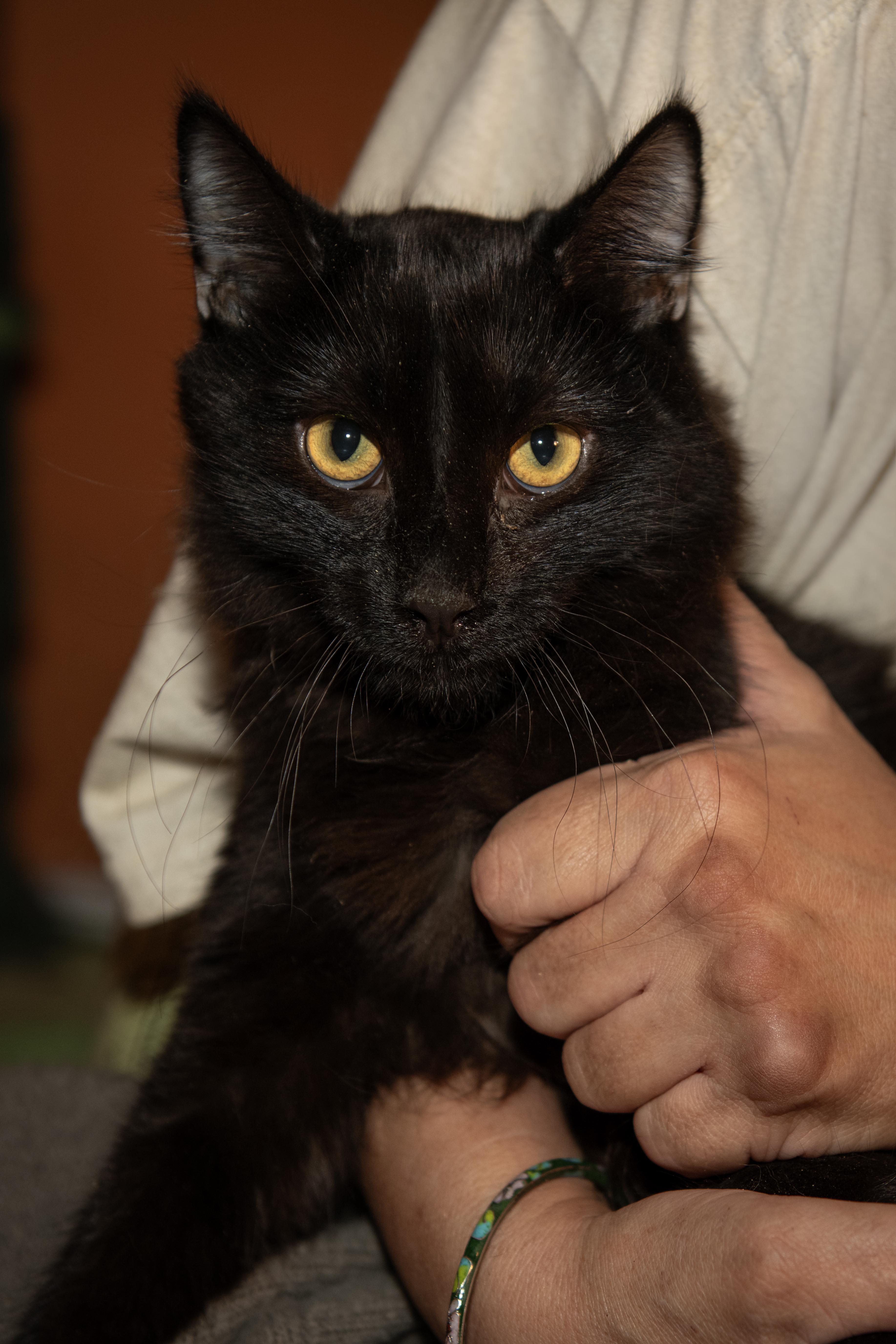 Enlarge Ferdinand, a Adoptable Domestic Medium Hair in Panorama City, CA image 3/3