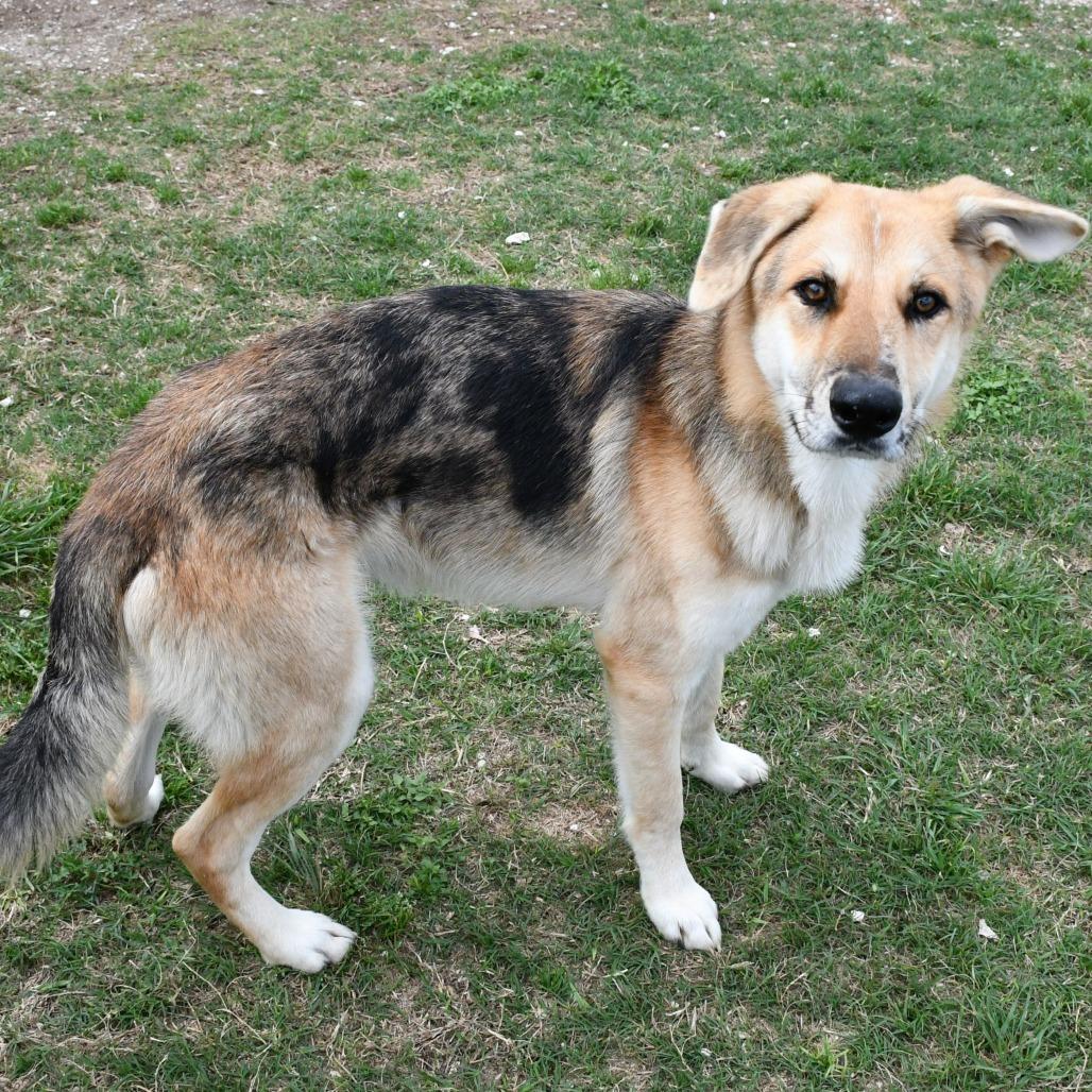 Enlarge Almond Bark, a Adoptable mixed breed in Beaumont, TX image 1/6