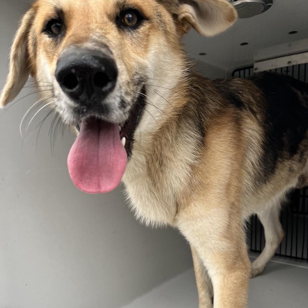 Enlarge Almond Bark, a Adoptable mixed breed in Beaumont, TX image 2/6