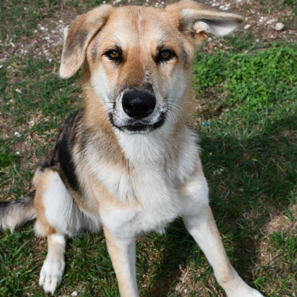 Enlarge Almond Bark, a Adoptable mixed breed in Beaumont, TX image 3/6