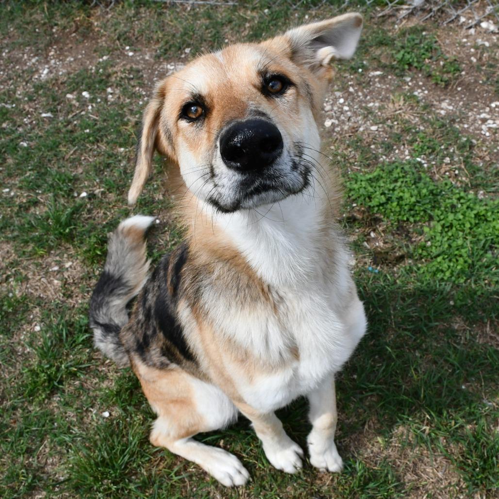 Enlarge Almond Bark, a Adoptable mixed breed in Beaumont, TX image 4/6