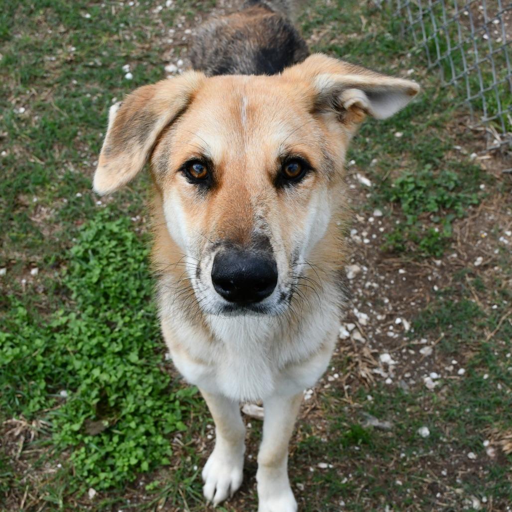 Enlarge Almond Bark, a Adoptable mixed breed in Beaumont, TX image 5/6