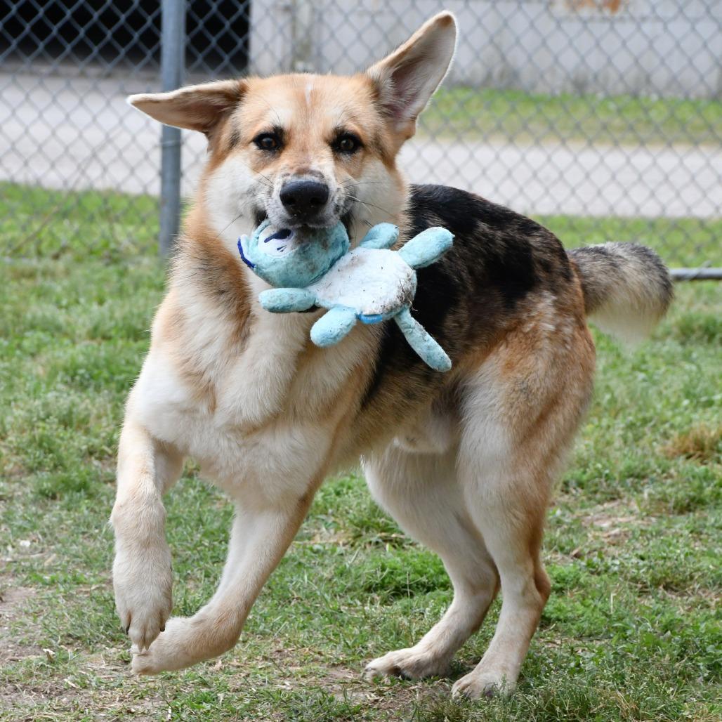 Enlarge Almond Bark, a Adoptable mixed breed in Beaumont, TX image 6/6