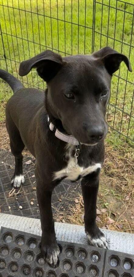 Patsy Cline, a Adoptable mixed breed in Stowe, VT image 4/4