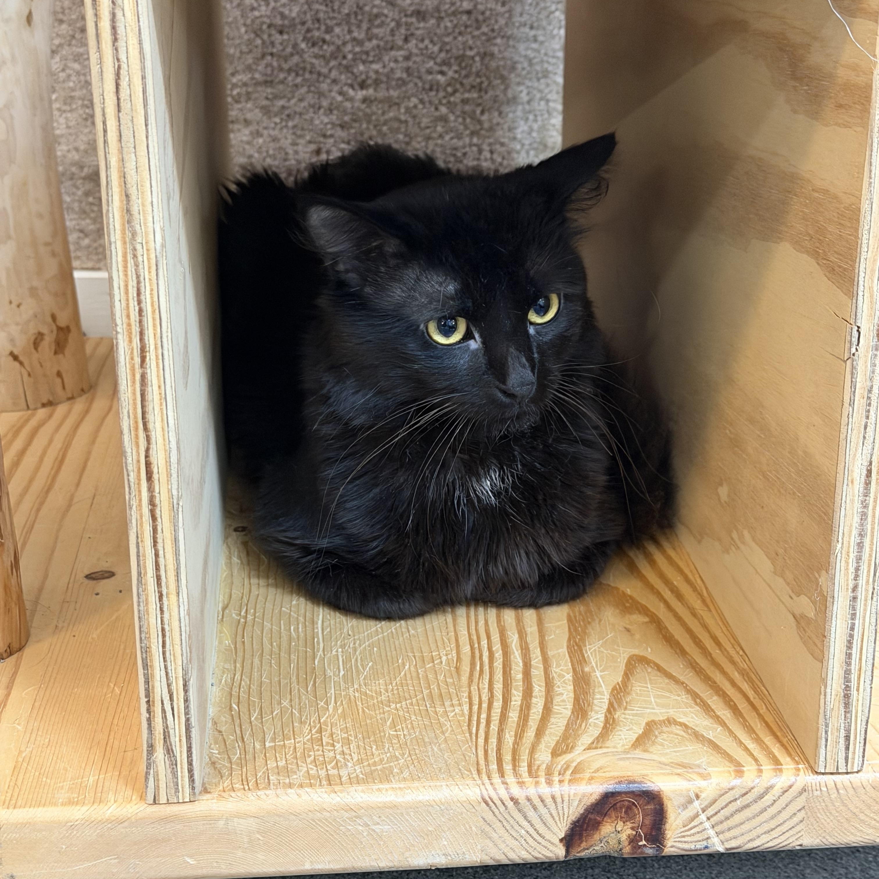 Enlarge Kaiden, a Adoptable Domestic Medium Hair in Chisholm, MN image 2/2