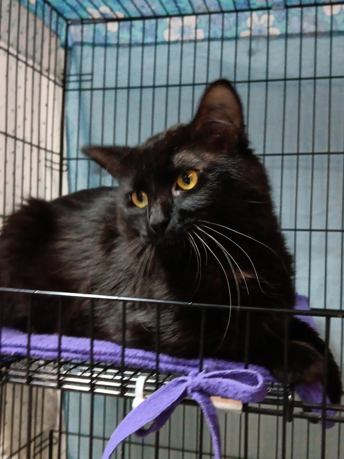 Kaiden, ADOPTABLE, Adult Male Domestic Medium Hair.