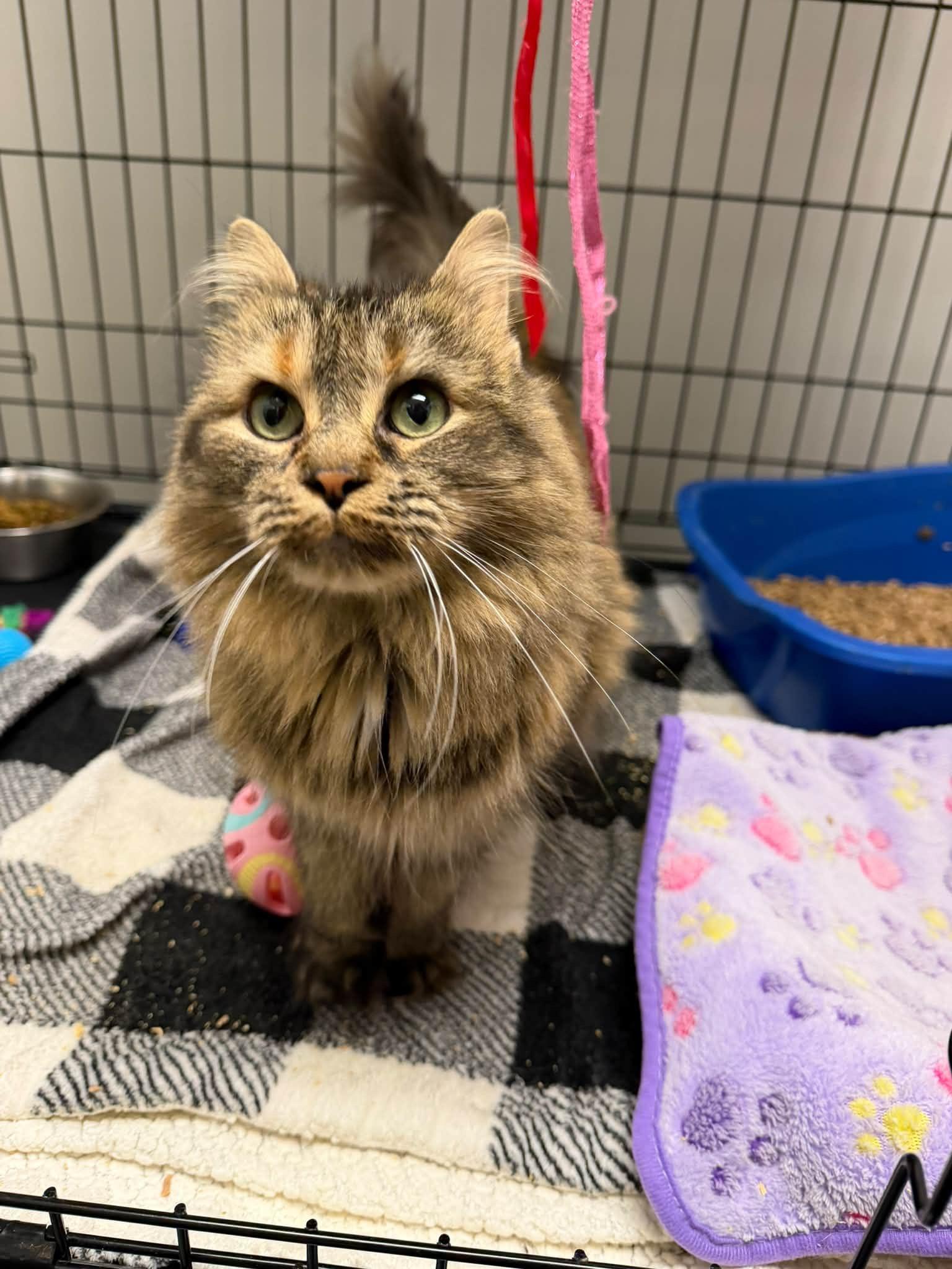 Enlarge Ella, a Adoptable Domestic Long Hair in Cowlesville, NY image 1/3
