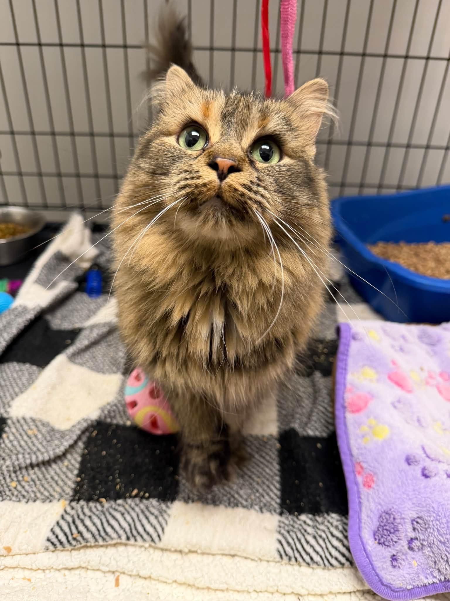 Enlarge Ella, a Adoptable Domestic Long Hair in Cowlesville, NY image 2/3