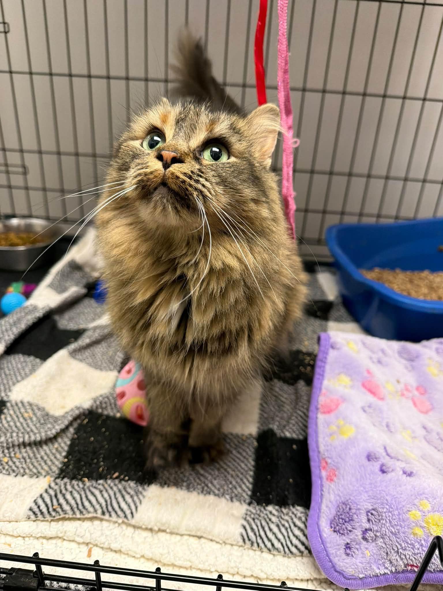 Enlarge Ella, a Adoptable Domestic Long Hair in Cowlesville, NY image 3/3