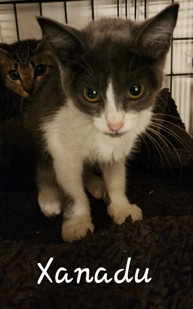 Xanadu, Adopted, Kitten Female Domestic Short Hair.