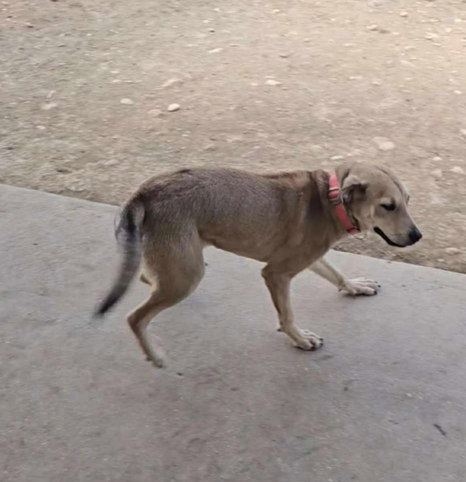 Enlarge Chloe, a Adoptable mixed breed in San Antonio, TX image 1/1