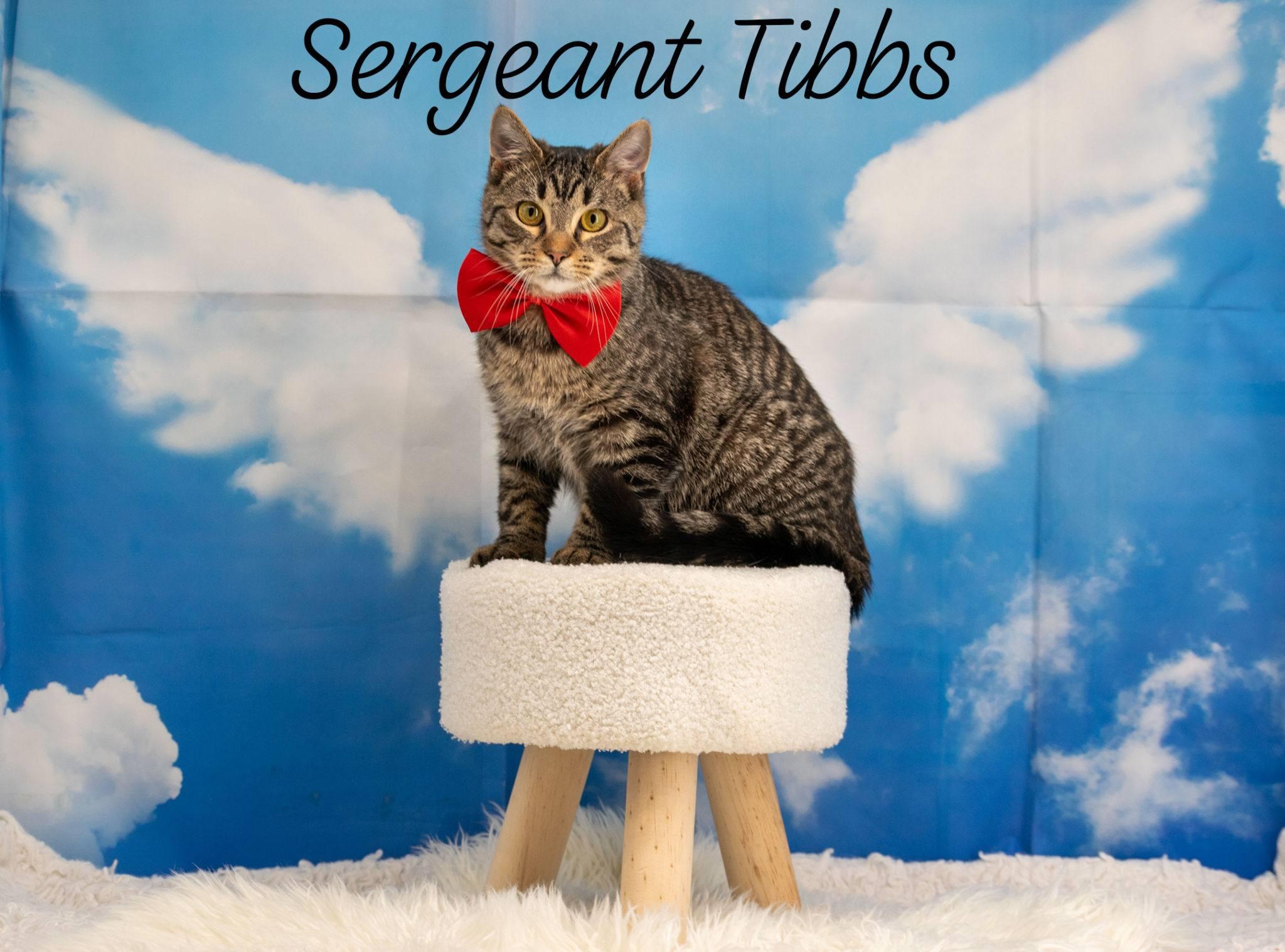 SERGEANT TIBBS, ADOPTABLE, Adult Male Domestic Short Hair.