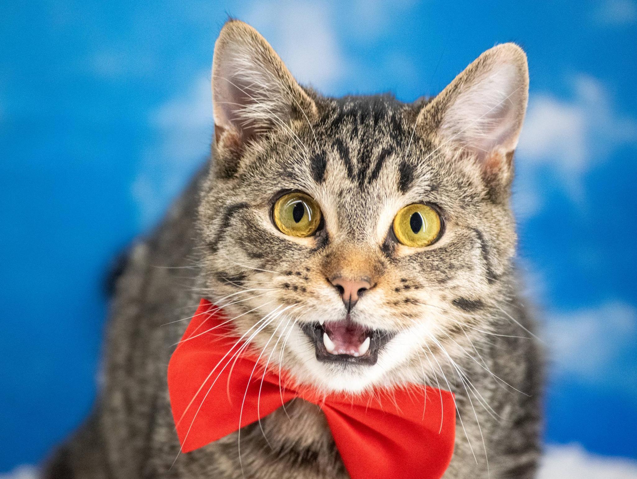 Enlarge SERGEANT TIBBS, a ADOPTABLE mixed breed in Sevierville, TN image 3/3