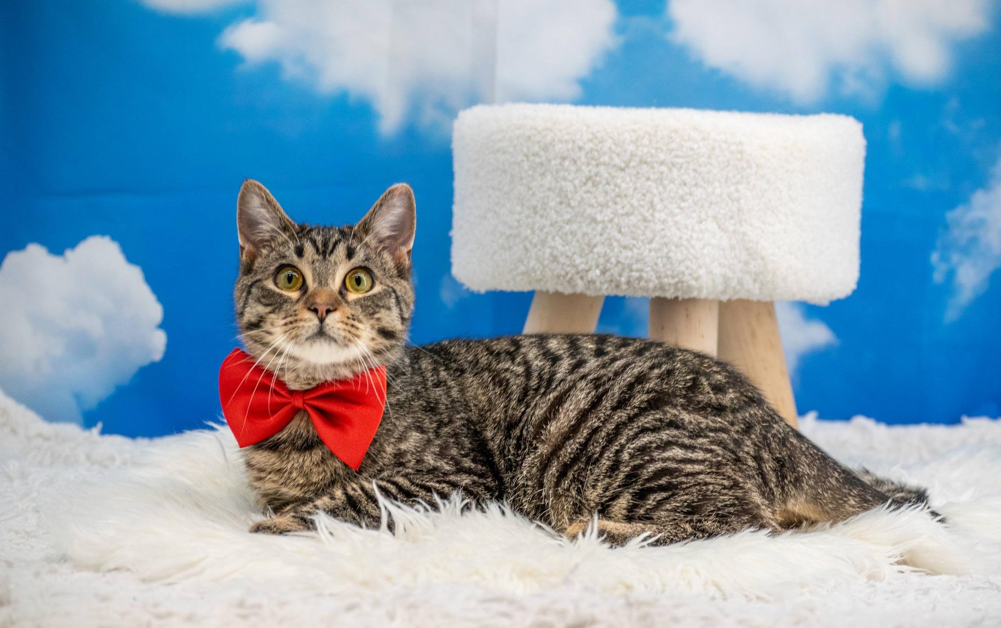 Enlarge SERGEANT TIBBS, a ADOPTABLE mixed breed in Sevierville, TN image 2/3