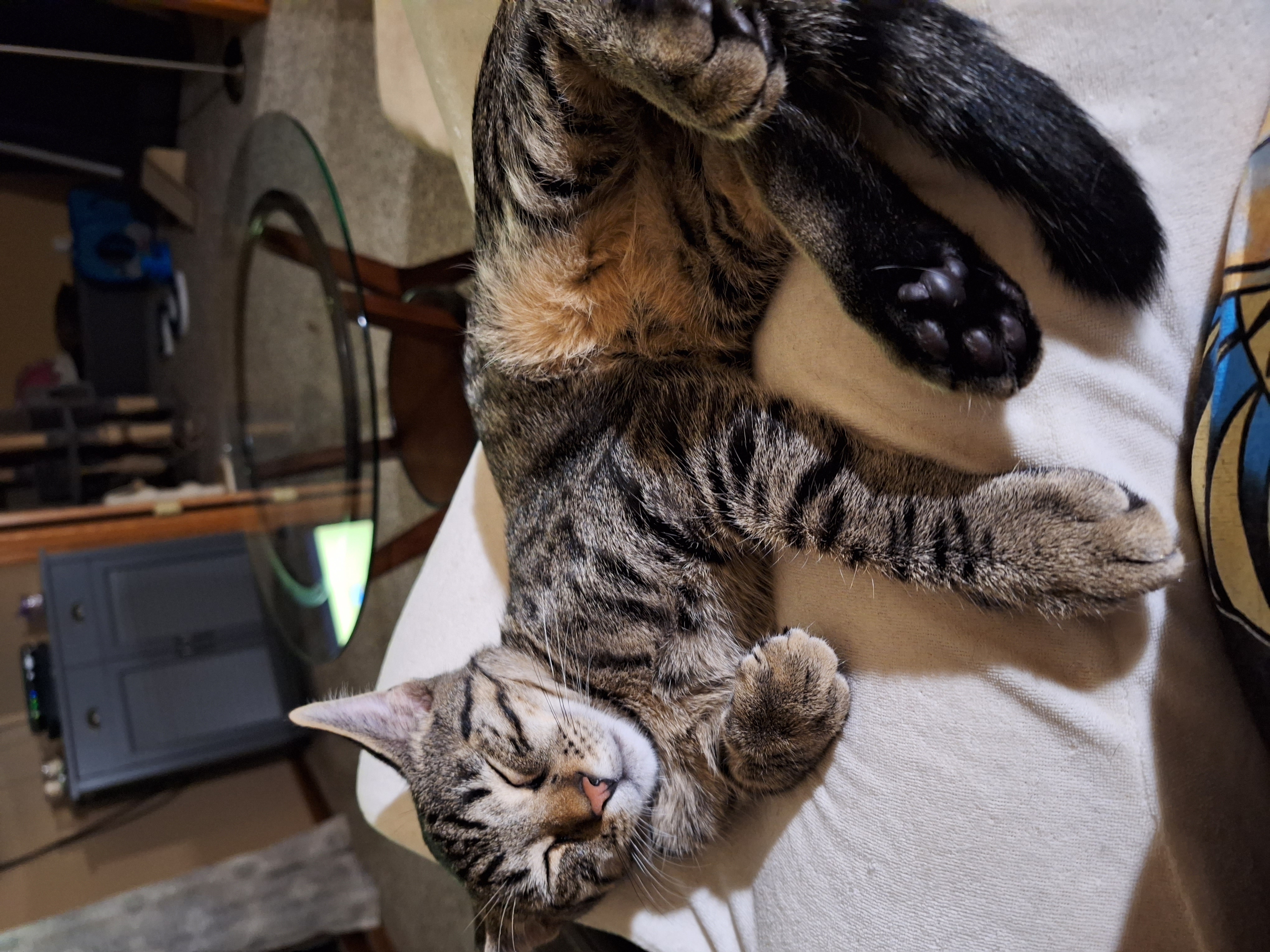 Enlarge Buddy, a Adoptable Tabby in Dyer, IN image 2/5