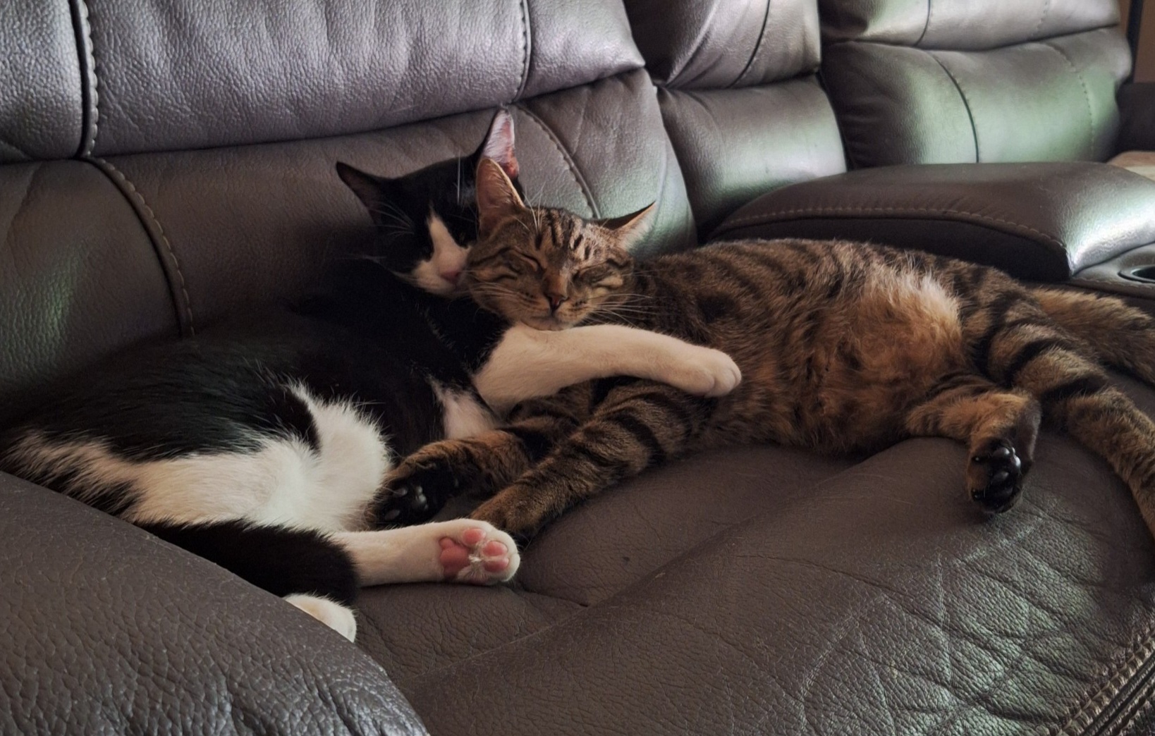 Buddy, Adoptable, Young Male Tabby.