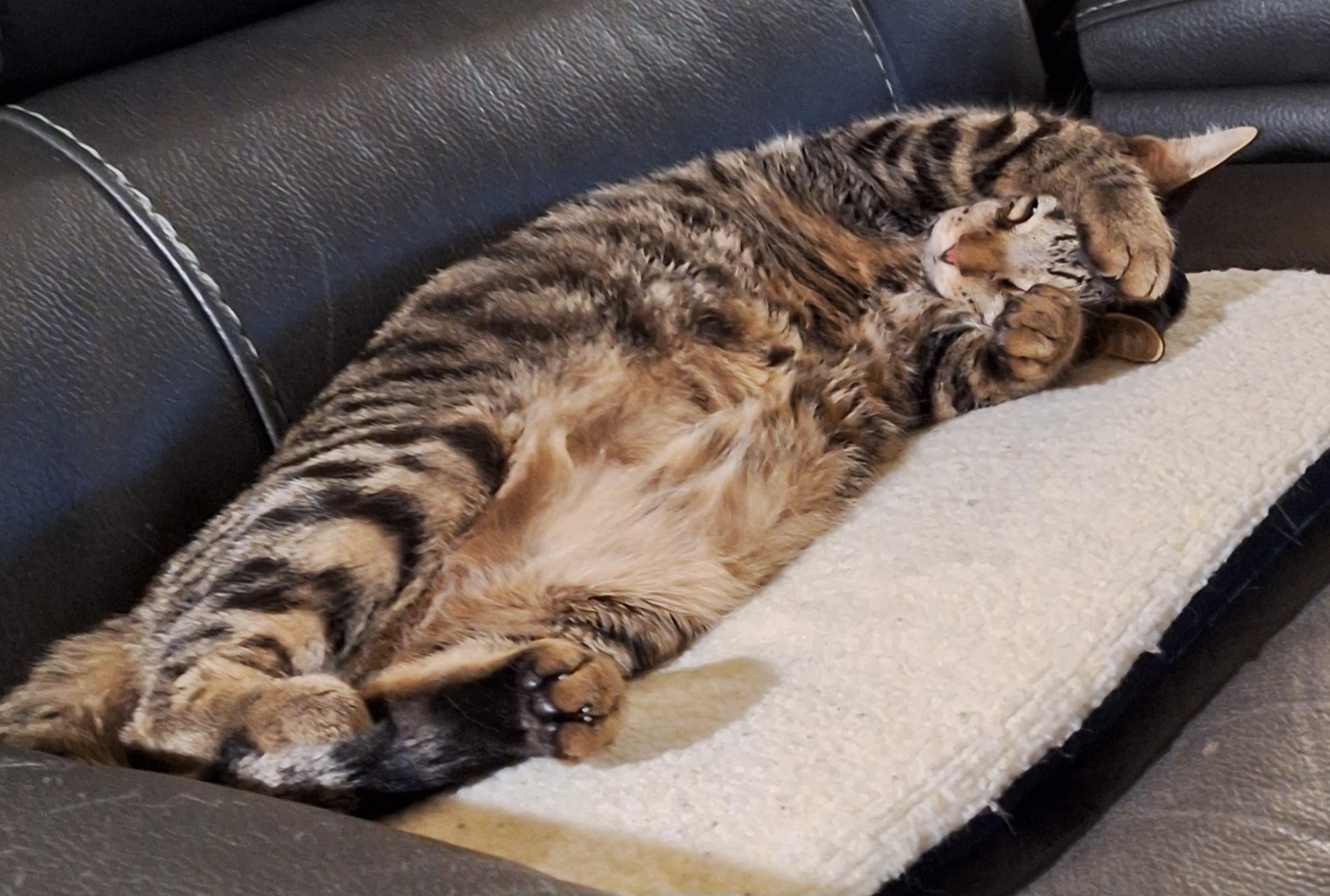 Enlarge Buddy, a Adoptable Tabby in Dyer, IN image 4/5