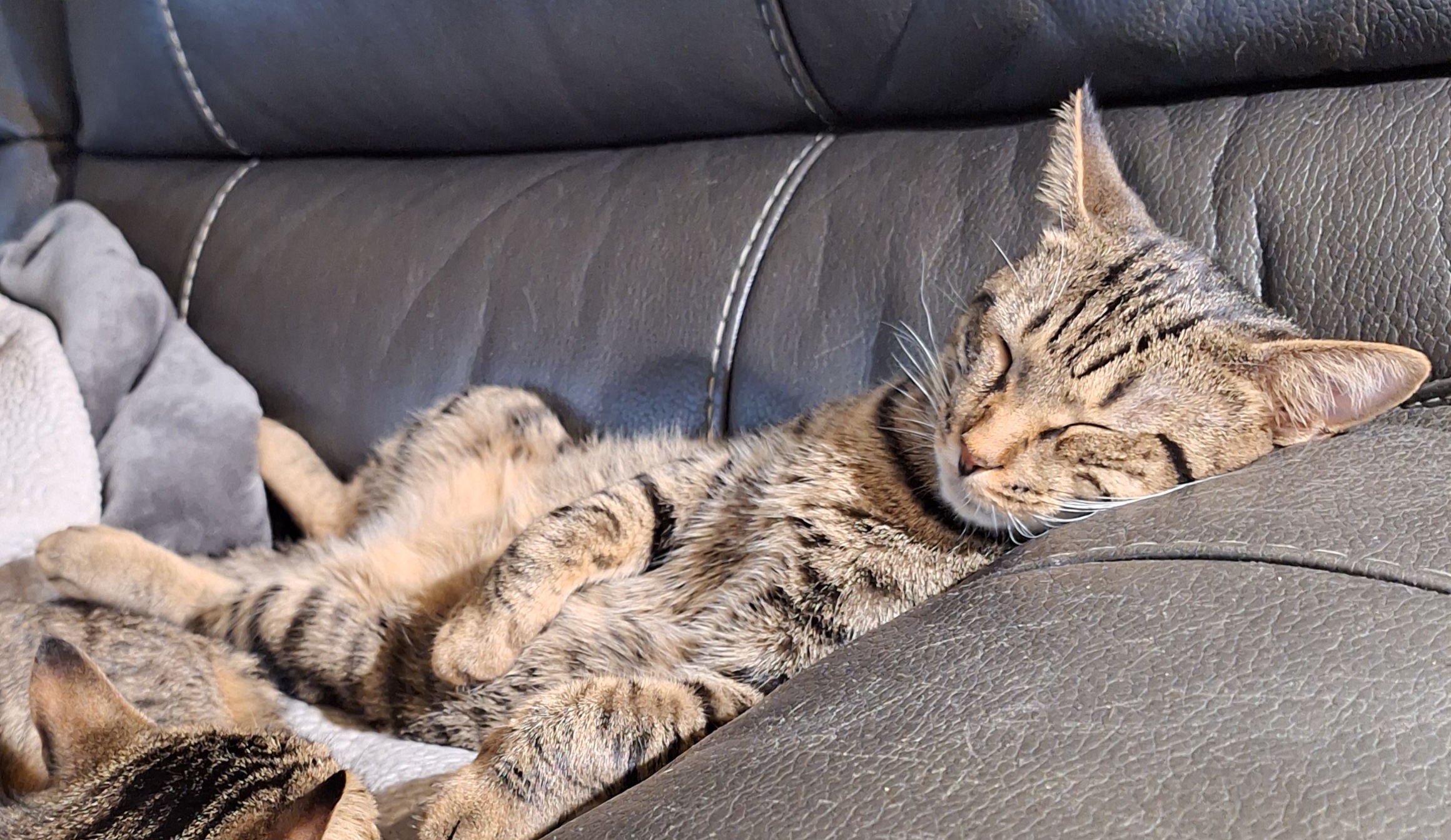 Enlarge Buddy, a Adoptable Tabby in Dyer, IN image 5/5