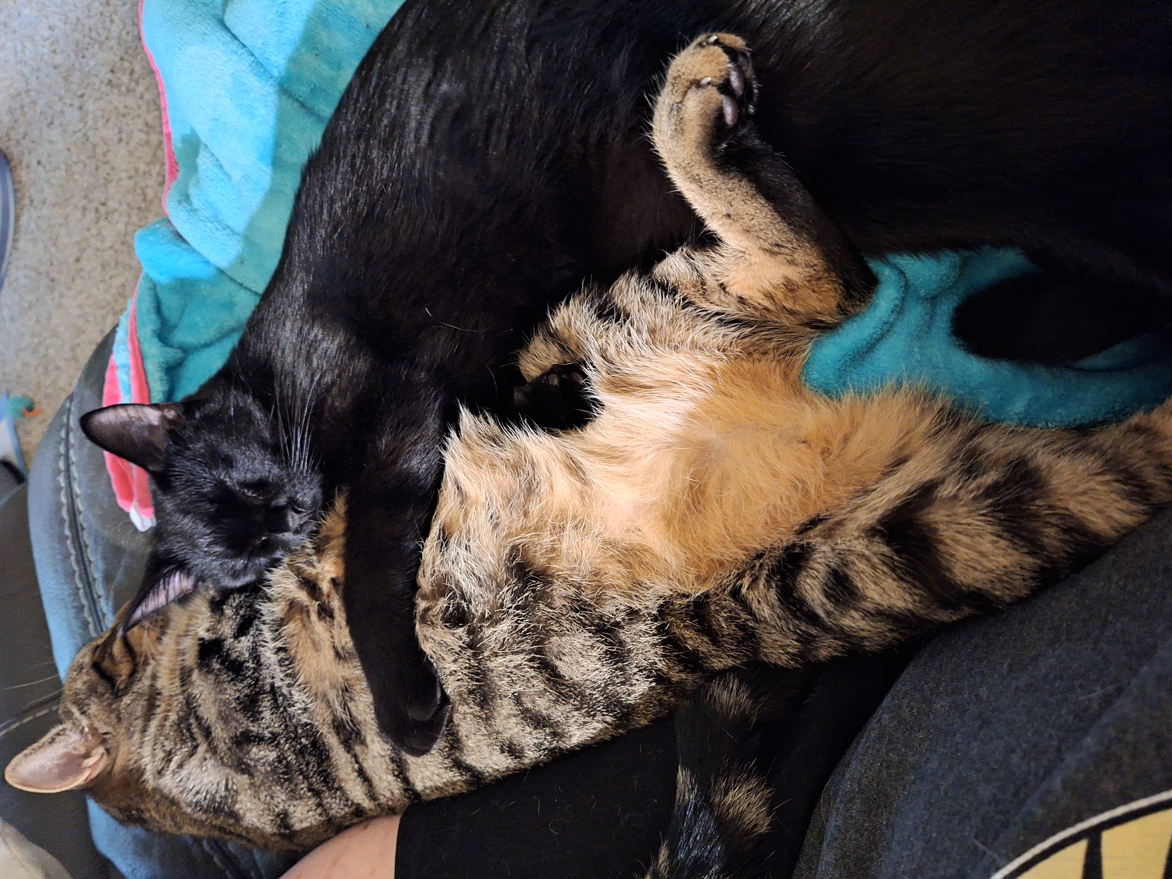 Enlarge Buddy, a Adoptable Tabby in Dyer, IN image 3/5