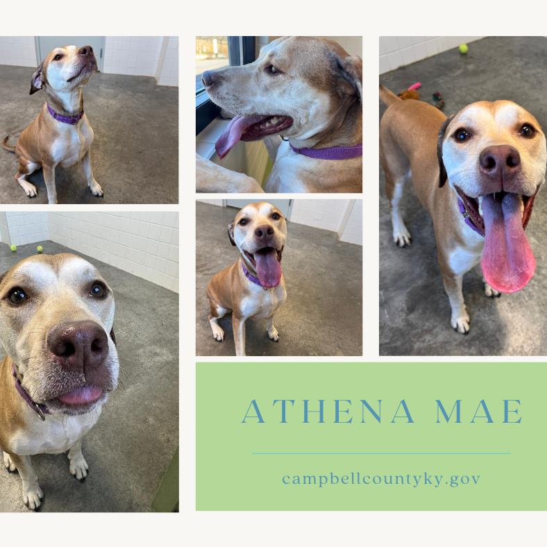 Enlarge Athena Mae, a Adoptable mixed breed in Melbourne, KY image 1/6