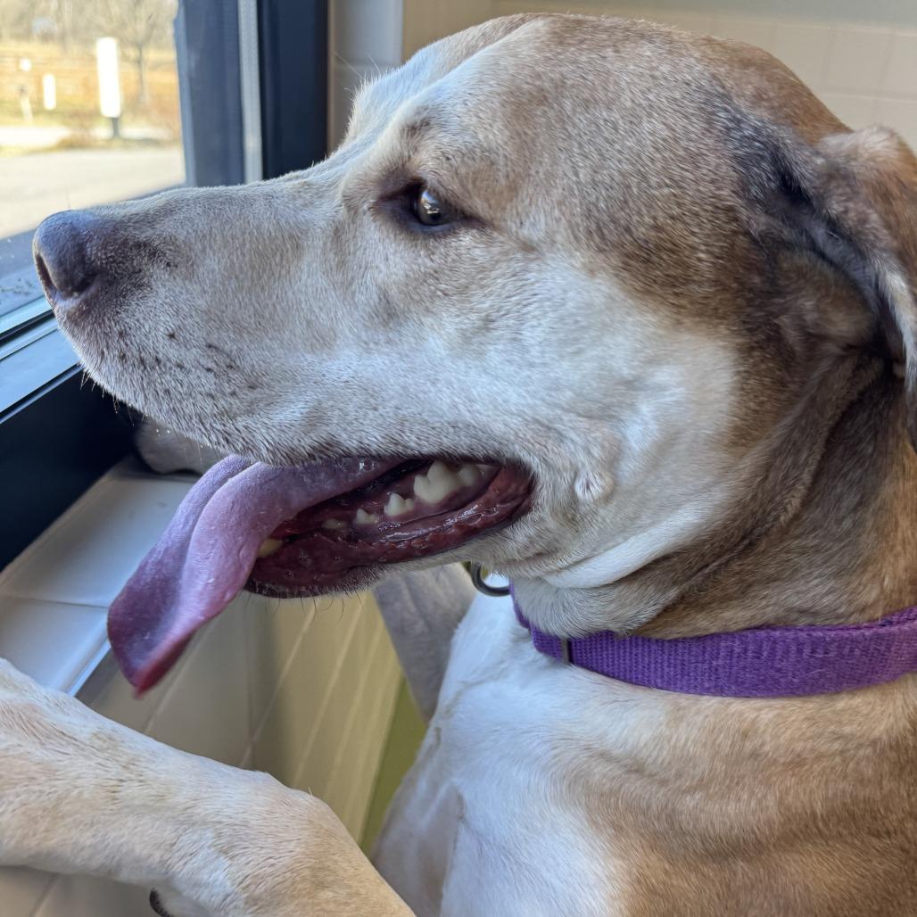 Enlarge Athena Mae, a Adoptable mixed breed in Melbourne, KY image 2/6