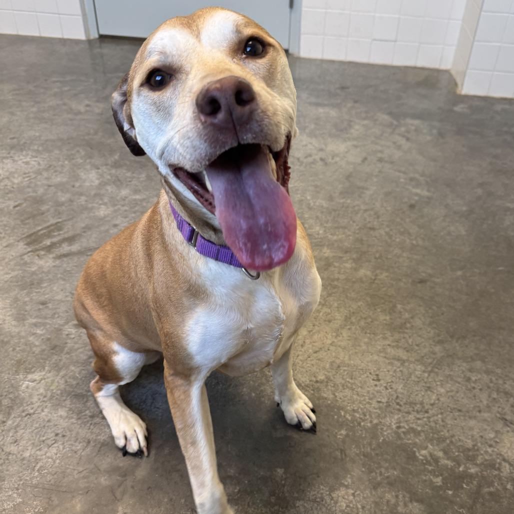 Enlarge Athena Mae, a Adoptable mixed breed in Melbourne, KY image 3/6