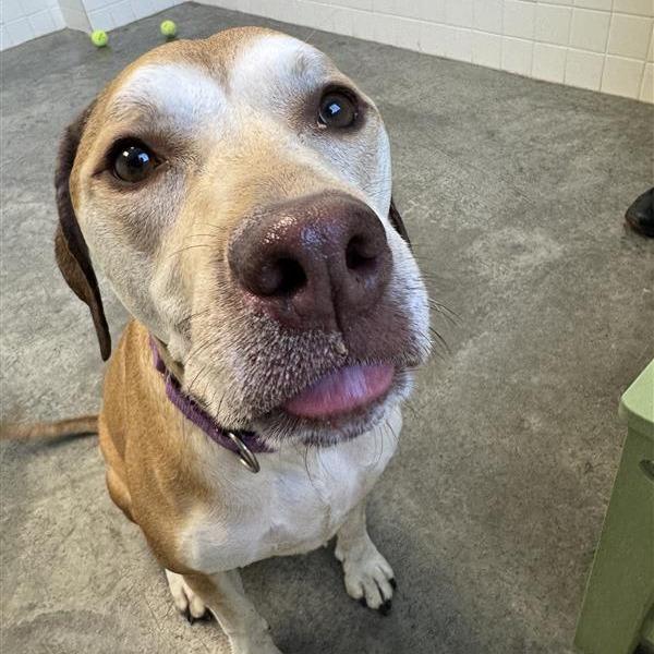 Enlarge Athena Mae, a Adoptable mixed breed in Melbourne, KY image 4/6